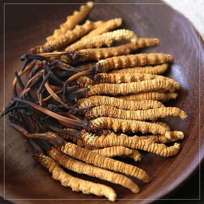 Đông trùng hạ thảo nuôi cấy và các hoạt chất sinh học