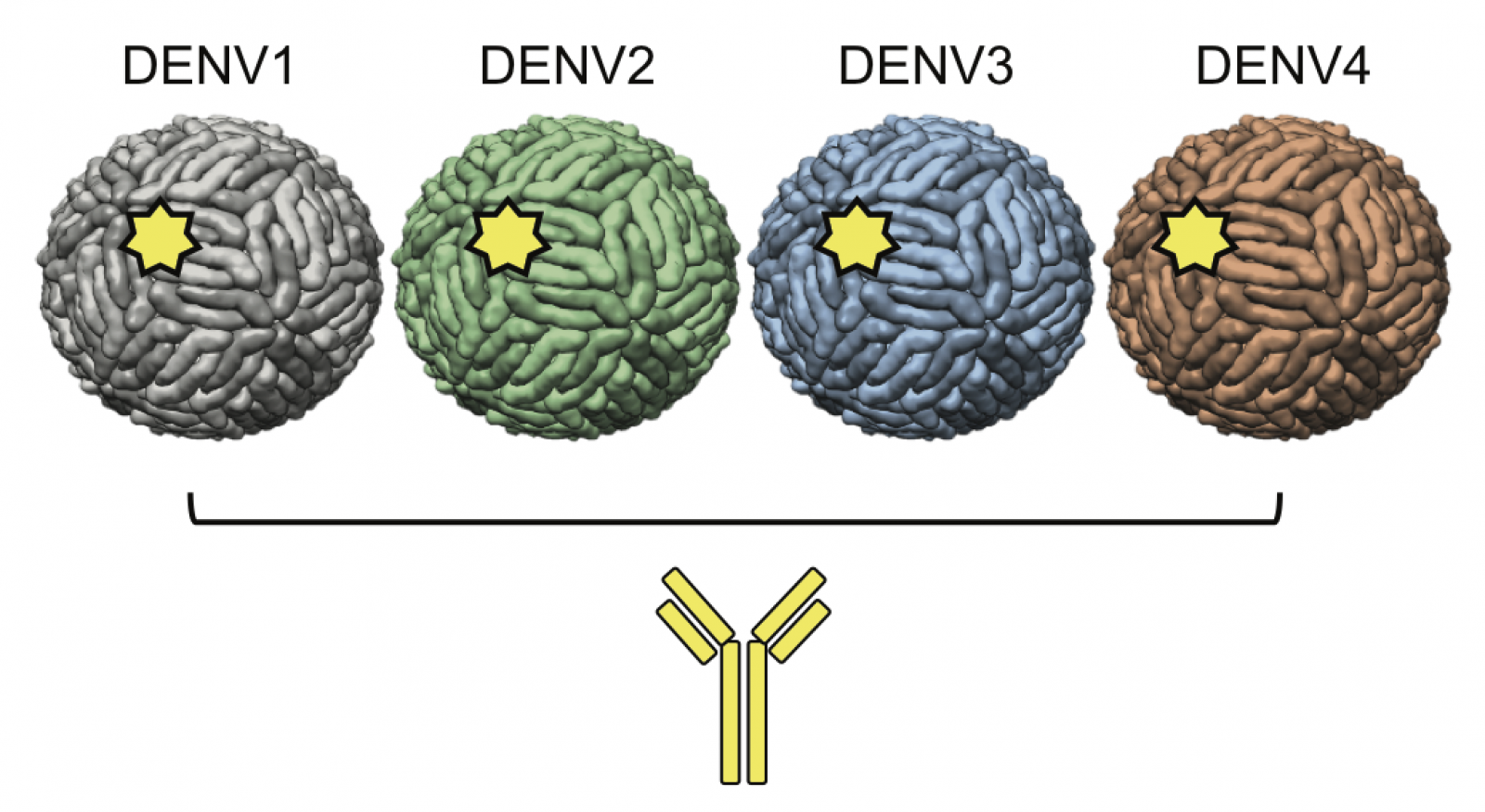 Hiểu đúng bốn type virus Dengue giúp giải thích vì sao một người có thể mắc sốt xuất huyết nhiều lần