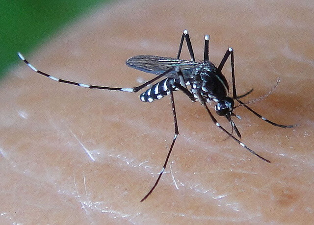 Muỗi Aedes là vật trung gian truyền virus Dengue gây bệnh sốt xuất huyết