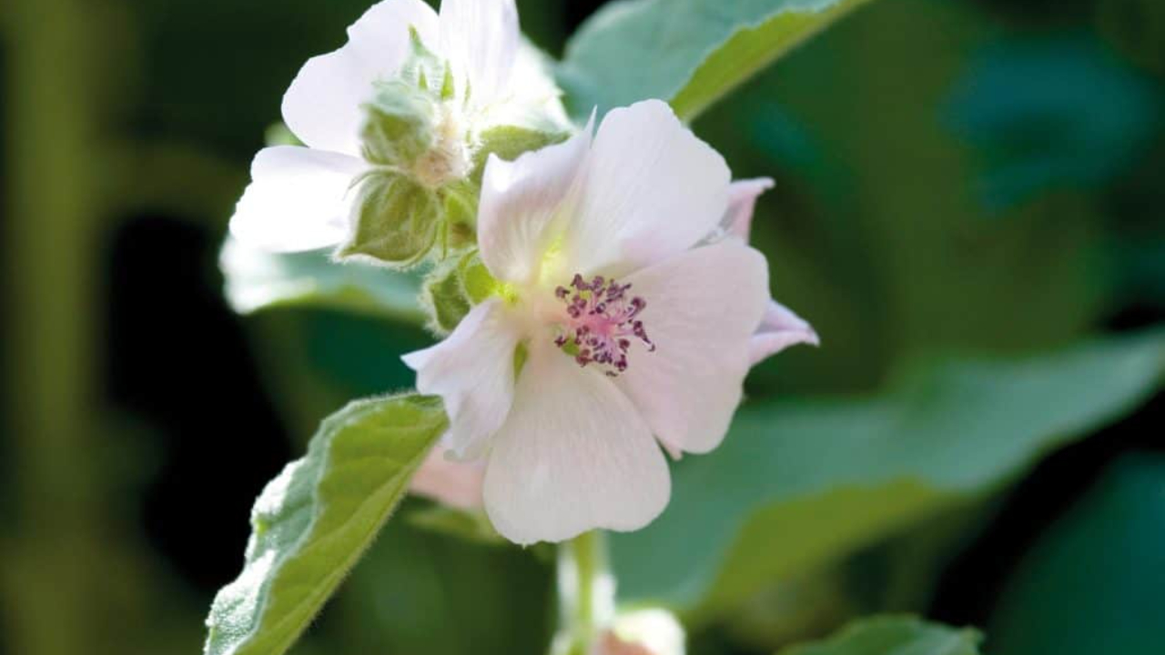 Trà Marshmallow giúp long đờm